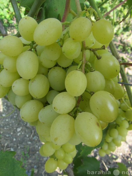 Продам: Саженцы винограда