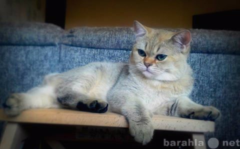 Продам: Британский котенок золотого окраса