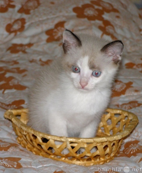 Отдам даром: Котенок метис тайской породы в подарок.