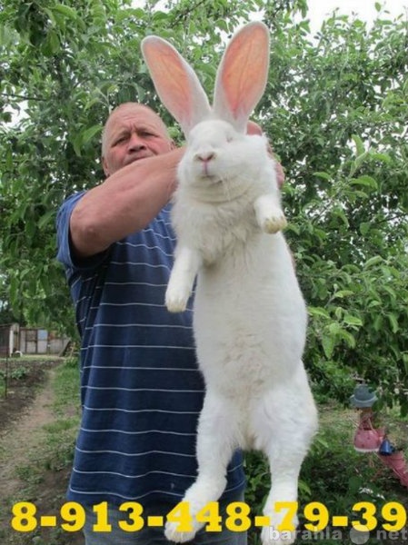 Продам: Красноярск купить кроликов