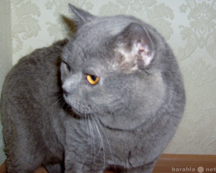 Продам: Шотландский котик для вязки