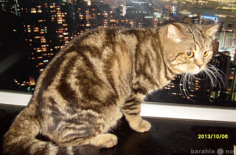 Продам: Золотой шотландский котик для вязки