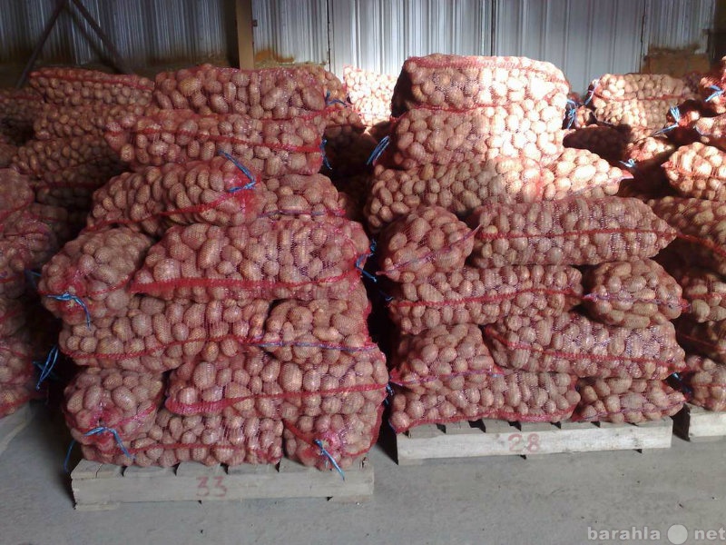 Продам: Картофель оптом от производителя