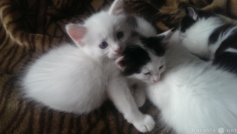 Отдам даром: Белые и черно-белые АНГОРСКИЕ котята