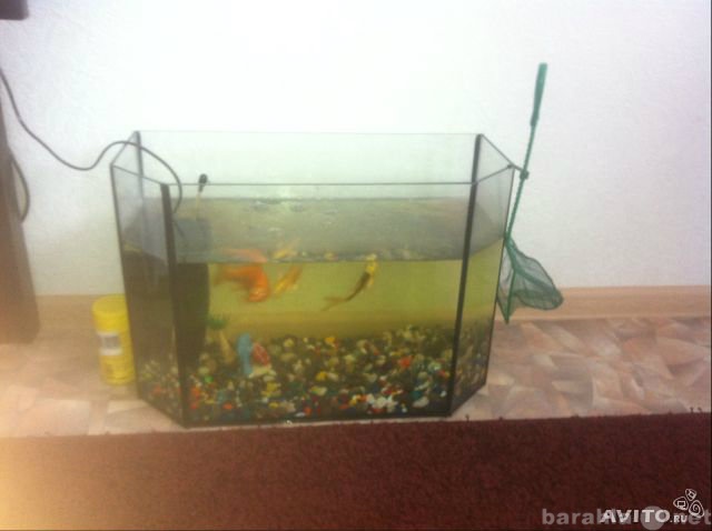 Продам: продам аквариум