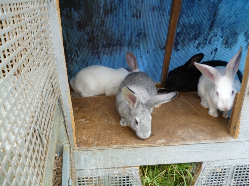 Продам: крольчат мясных бройлерных пород самцов
