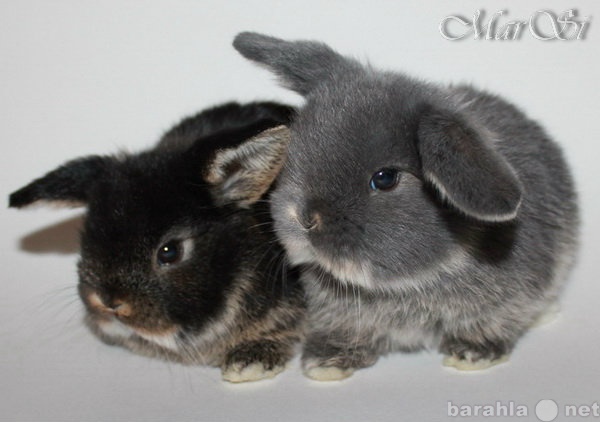 Продам: миниатюрные кролики