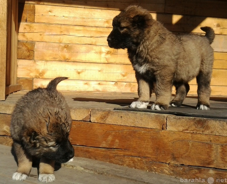 Продам: щенки кавказской овчарки