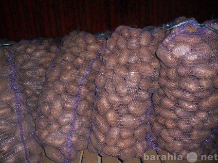 Продам: Картофель оптом
