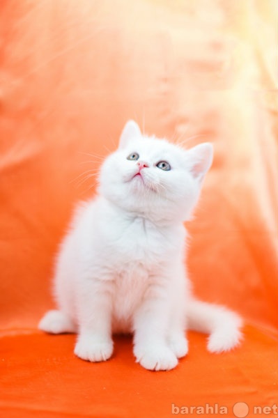 Продам: Белые ценные котята