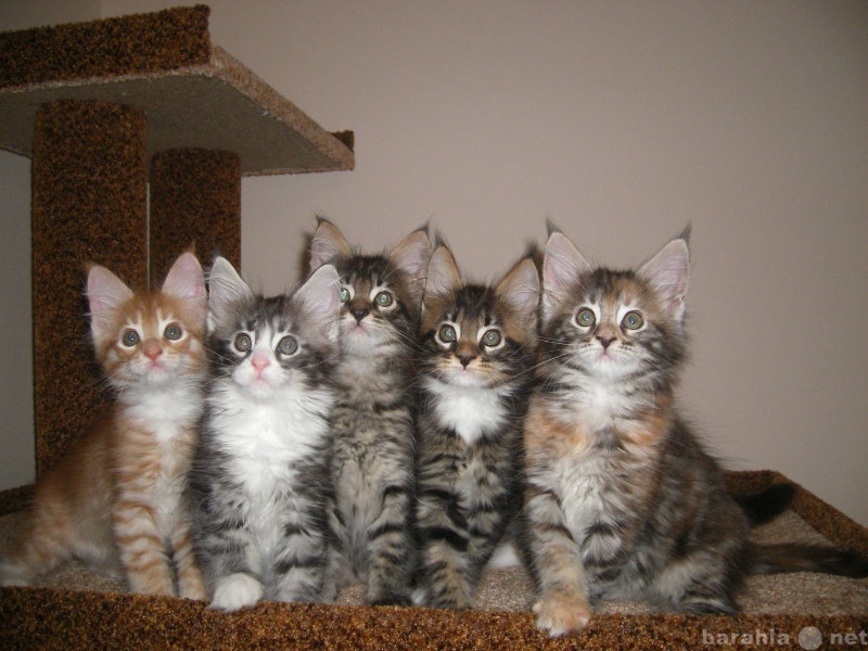 Продам: Крупные котята мейн-кун с родословными