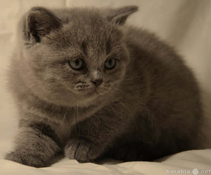 Продам: Британские котята