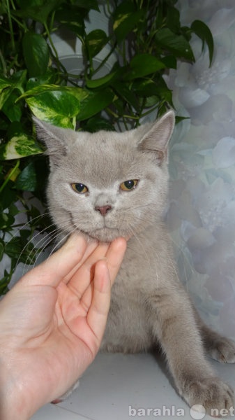 Продам: Шотлантский котик лилового окраса