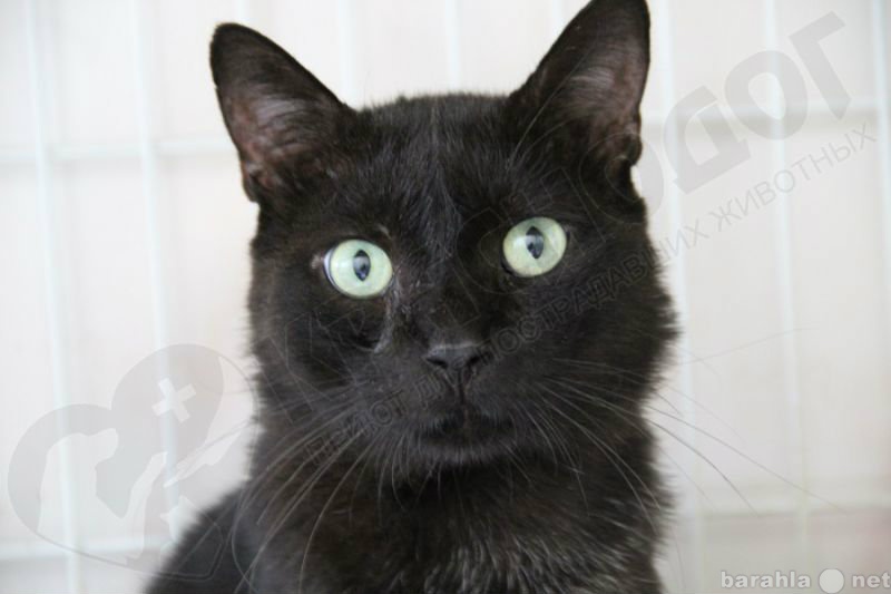 Отдам даром: Чёрный котик Багир хочет домой