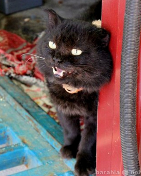 Отдам даром: Аид - чёрный дьявольский кот