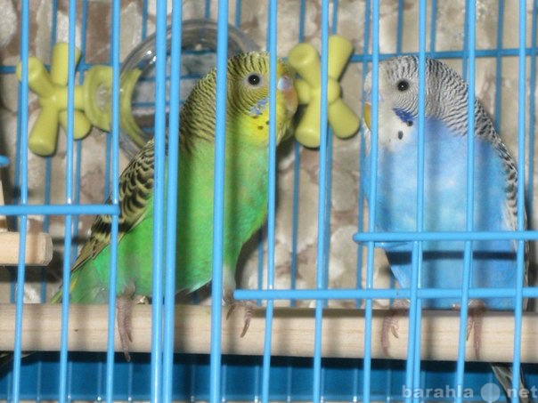 Продам: Пара волнистых попугаев