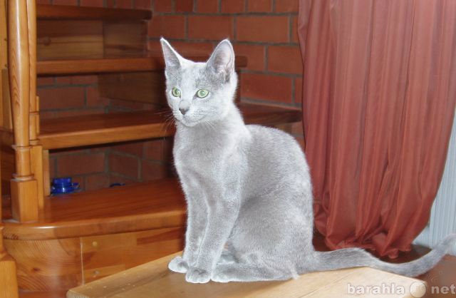 Продам: Русская голубая — продается котенок