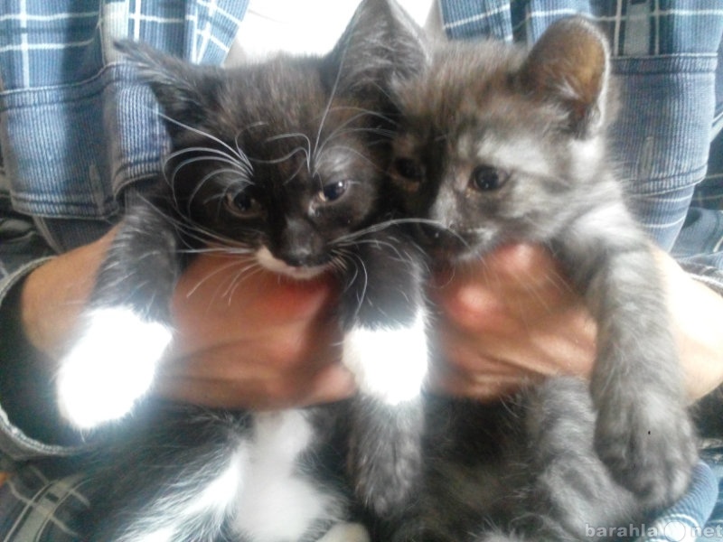 Продам: милые котята от домашней кошки