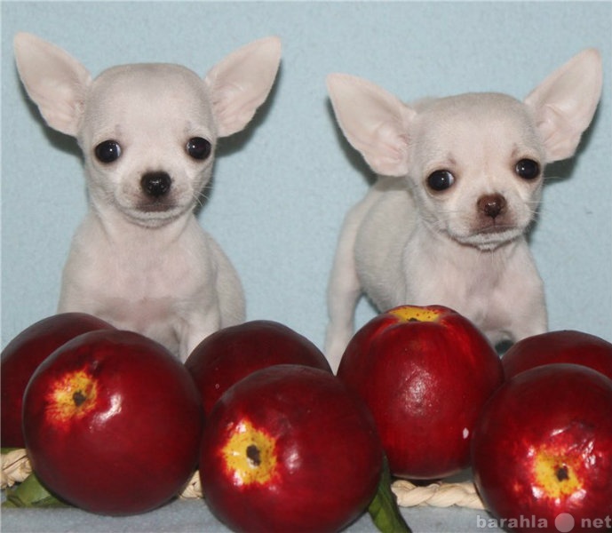 Продам: Красивые щенки чихуахуа миники