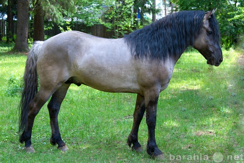 Продам: Продаю племенных лошадей вятской породы