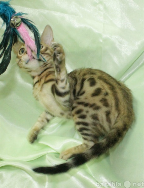 Продам: бенгальский котенок