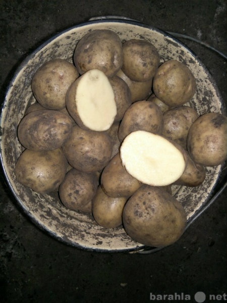 Продам: Картошка, картофель