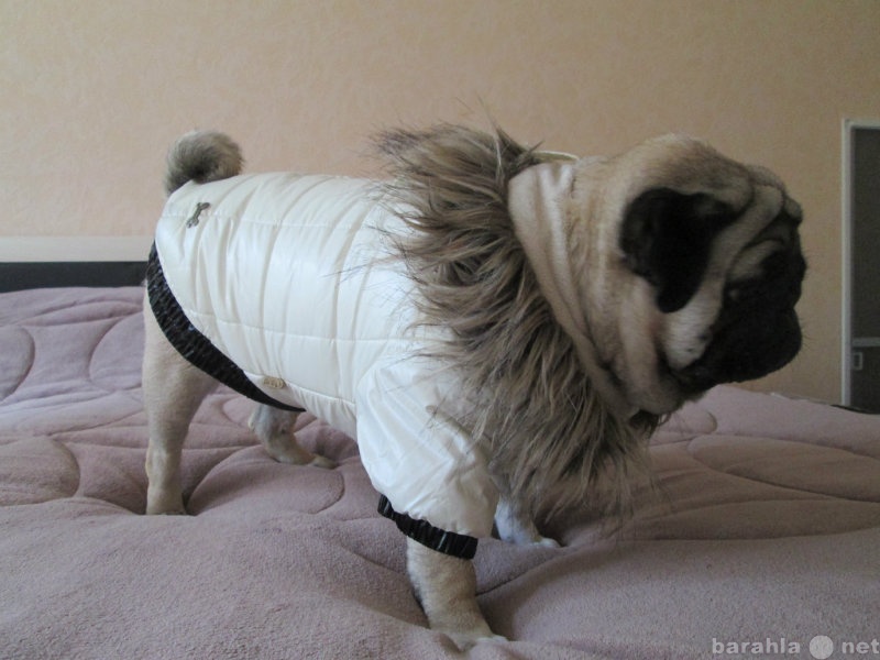 Продам: куртка теплая для собаки