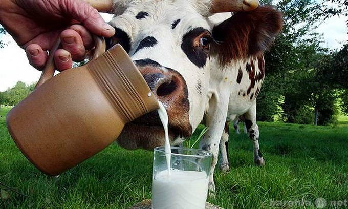 Продам: Молоко коровье