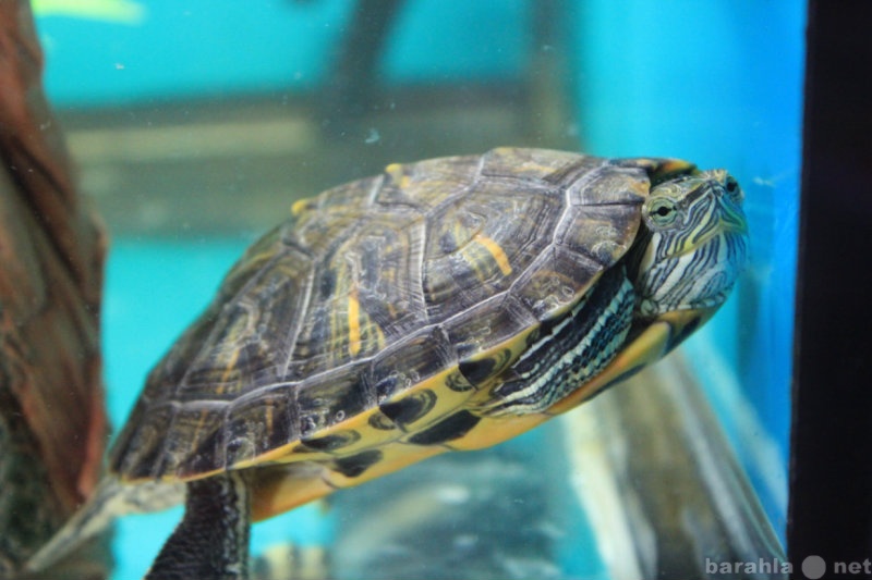 Продам: Водоплавающую красноухую черепаху