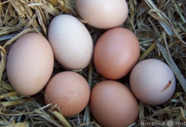 Продам: Яйцо куриное фермерское домашнее