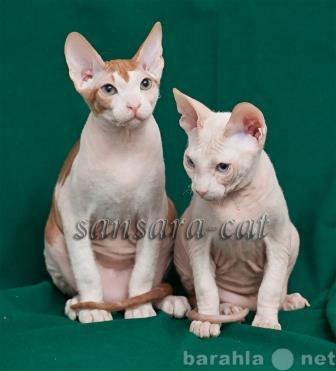 Продам: Котята породы донской сфинкс