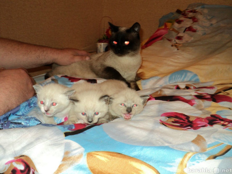 Продам: Сиамские котятки ласковые игрульки
