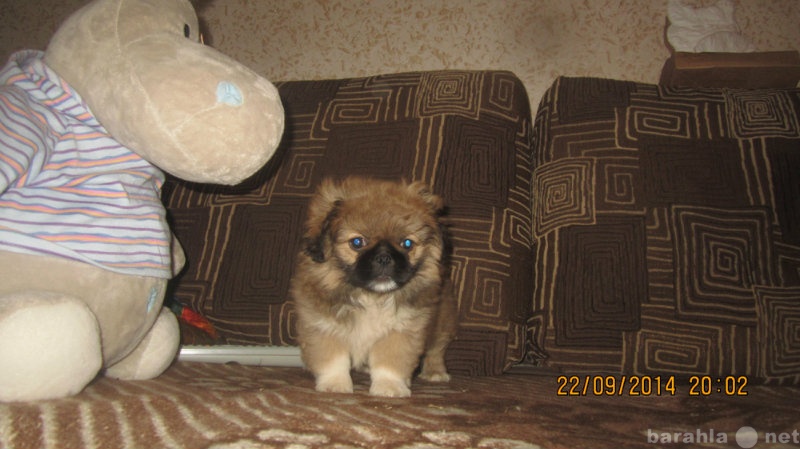 Продам: щенок пекинес,девочка.1,5 месяца