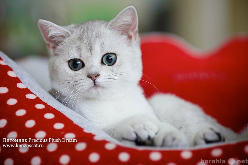 Продам: Британские котята драгоценных окрасов