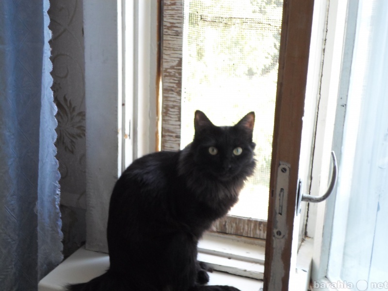 Отдам даром: кот ангорский кастрированный,1 год