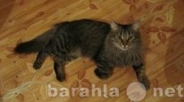Отдам даром: кот сибирский кастрированный, 1 год