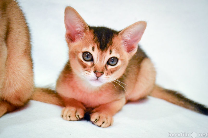 Продам: абиссинских котят