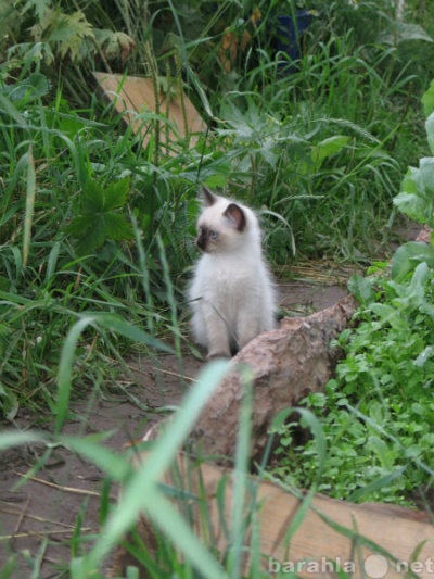 Продам: Сиамские  котята