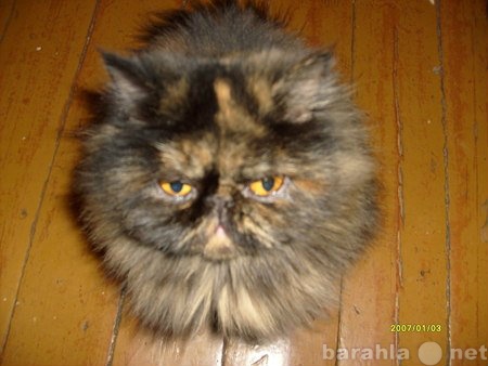 Отдам даром: персидскую кошку!!!  ночует на улице!