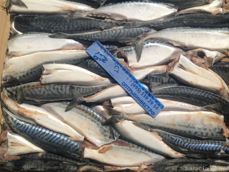 Продам: Свежемороженная рыба и морепродукты опто
