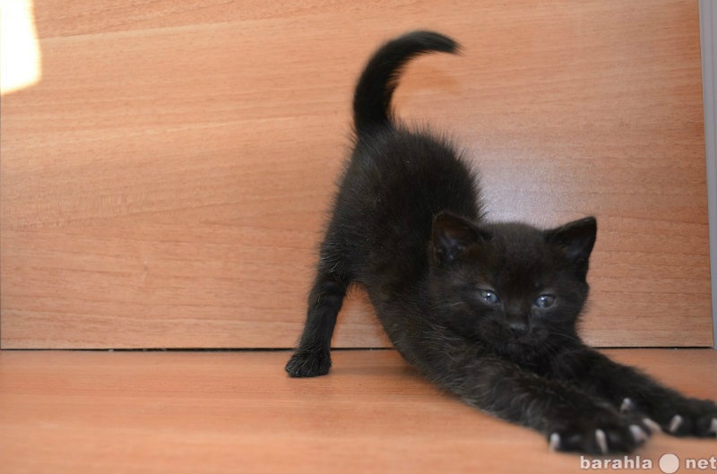 Авито новокузнецк котята. Полубританские котята. Кот полубританец черный. Новокузнецк котята мальчик. Котята полубританцы как выглядят.