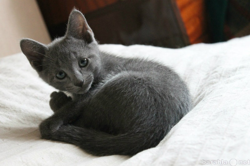 Продам: котята, порода русские голубые.Чистокров