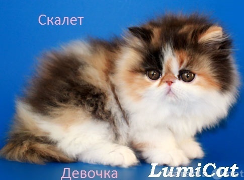 Продам: Персидские котята