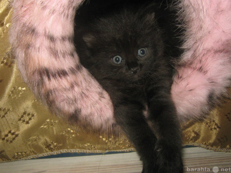 Отдам даром: черный пушистый котик 1,5мес ищет хозяев