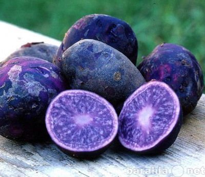 Продам: Картофель экзотический фиолетовый