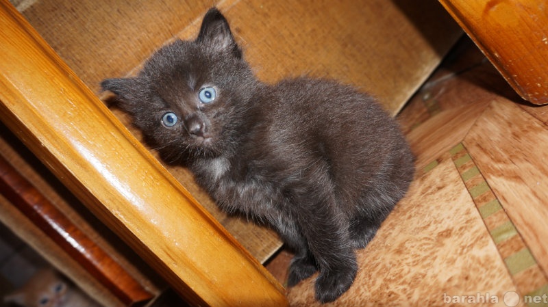 Отдам даром: маленький голубоглазый котенок