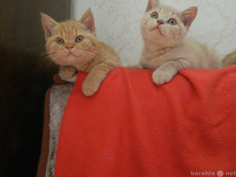 Продам: Чистокровные Британские котята Красного