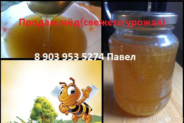 Продам: Мёд