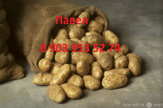 Продам: Картофель