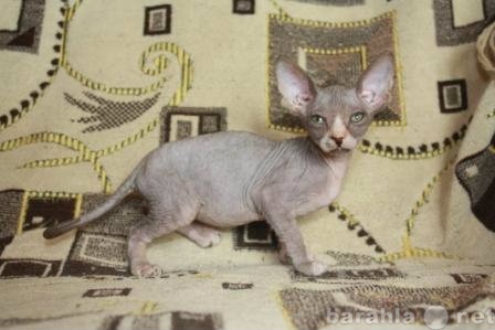 Продам: Идеально голые котята канадского сфинкса